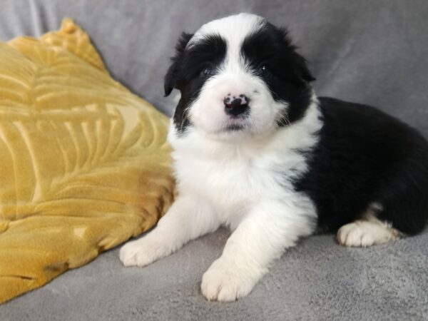 Loini Border Collie Loini Border Collie