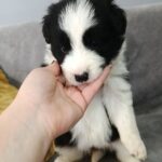 Loini-female-border-collie-puppy-for-sale-1 (2)