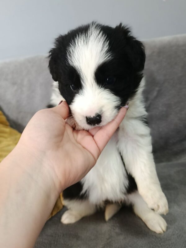 Loini Border Collie Loini Border Collie