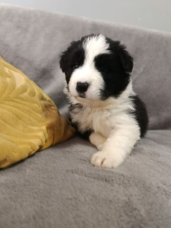 Loini Border Collie Loini Border Collie