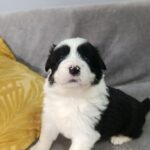 Loini-female-border-collie-puppy-for-sale-1 (4)