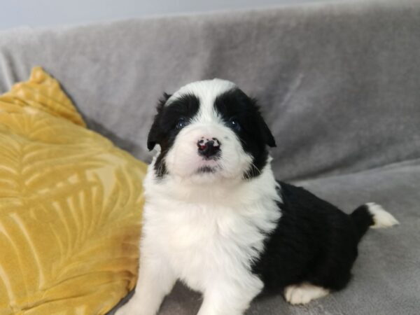 Loini Border Collie Loini Border Collie