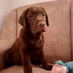 Lokki-male-Labrador-puppy-for-sale-1