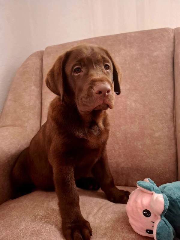 Lokki Labrador Retriever