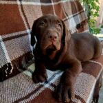Lokki-male-Labrador-puppy-for-sale-2