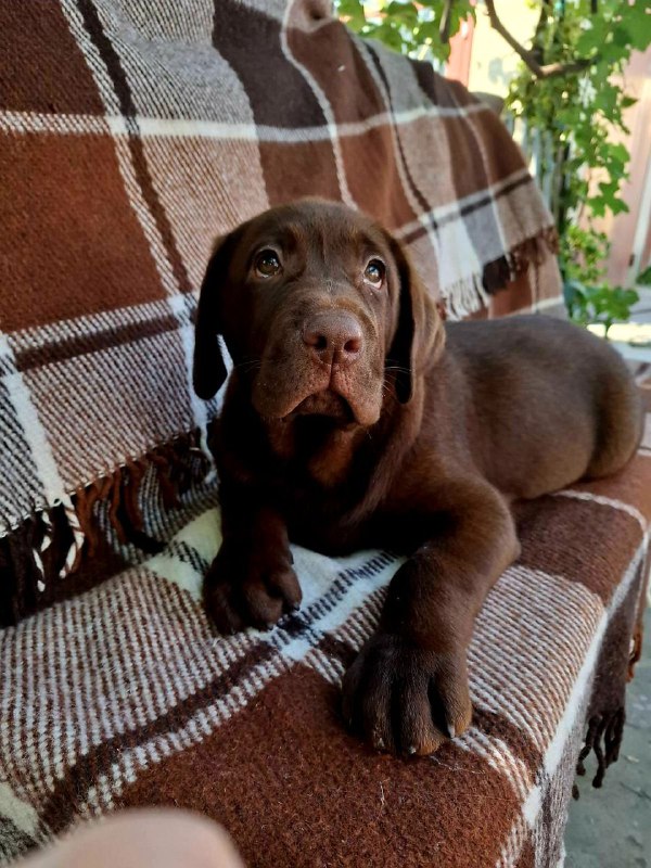 Lokki Labrador Retriever