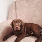 Lokki-male-Labrador-puppy-for-sale-3