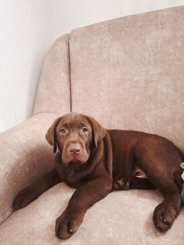 Lokki Labrador Retriever