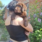 Lokki-male-Labrador-puppy-for-sale-4