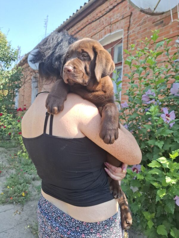 Lokki Labrador Retriever