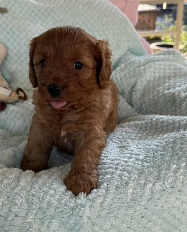 Lola Cavapoo Lola Cavapoo