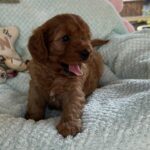 Lola-female-cavapoo-puppy-for-sale- (2)