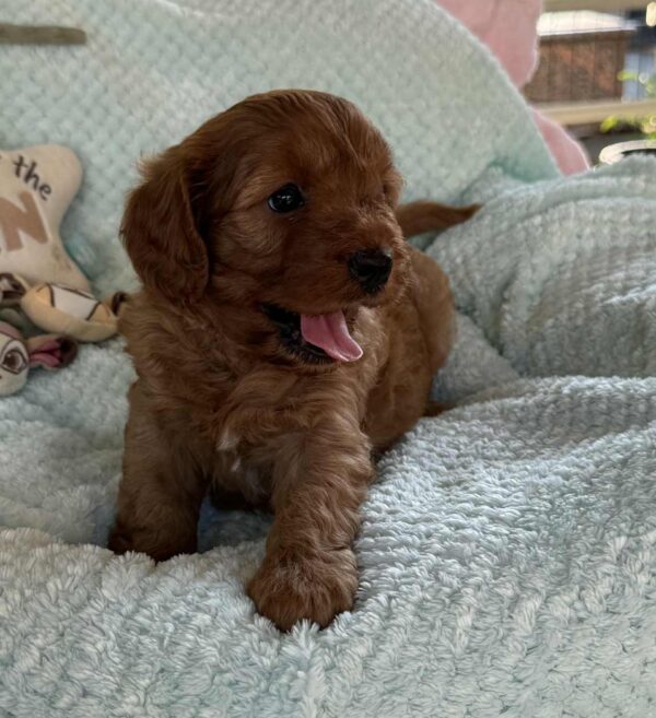 Lola Cavapoo Lola Cavapoo