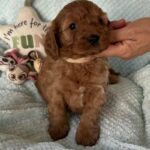 Lola-female-cavapoo-puppy-for-sale- (3)