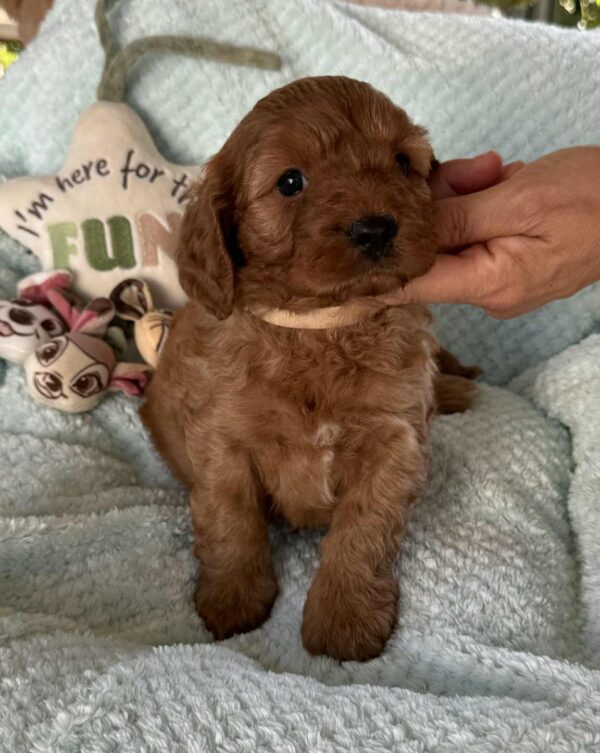 Lola Cavapoo Lola Cavapoo