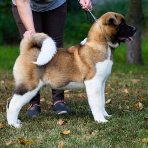 Lorax American Akita
