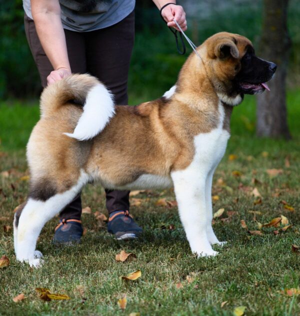 Lorax American Akita