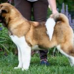 Lorax-male-American-Akita-puppy-for-sale-2