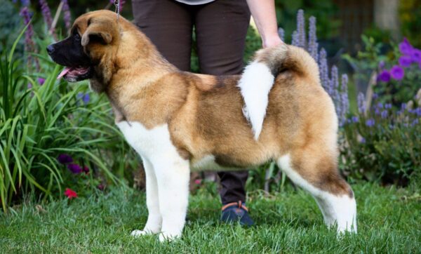 Lorax American Akita