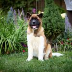 Lyanna American Akita