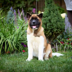 Lorax American Akita