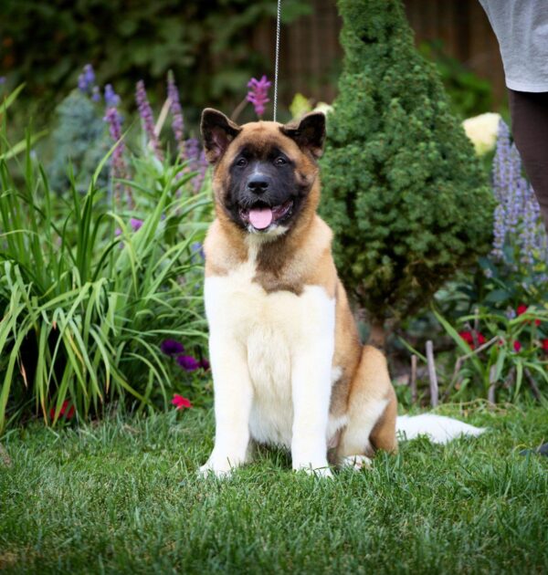 Lorax American Akita
