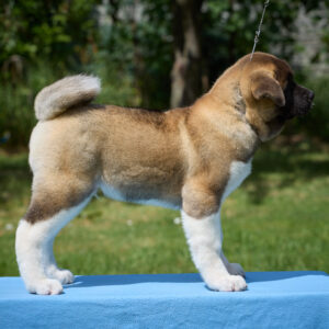 Lucerys American Akita