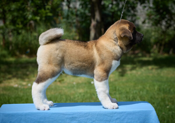 Lucerys American Akita