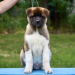 Lucerys-male-American-Akita-puppy-for-sale-2