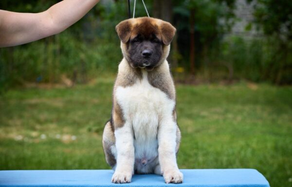 Lucerys American Akita
