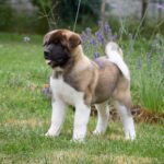 Lucerys-male-American-Akita-puppy-for-sale-3