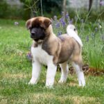 Lucerys-male-American-Akita-puppy-for-sale-4
