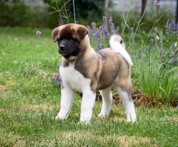 Lucerys American Akita
