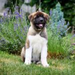Lucerys-male-American-Akita-puppy-for-sale-5