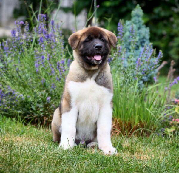 Lucerys American Akita