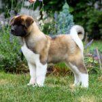 Lucerys-male-American-Akita-puppy-for-sale-6