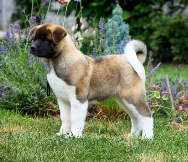 Lucerys American Akita