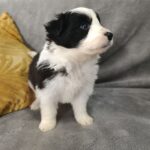 Lucy-female-border-collie-puppy-for-sale-1 (2)