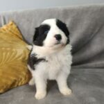 Lucy-female-border-collie-puppy-for-sale-1 (3)