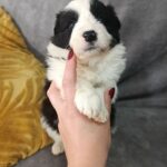 Lucy-female-border-collie-puppy-for-sale-1 (4)