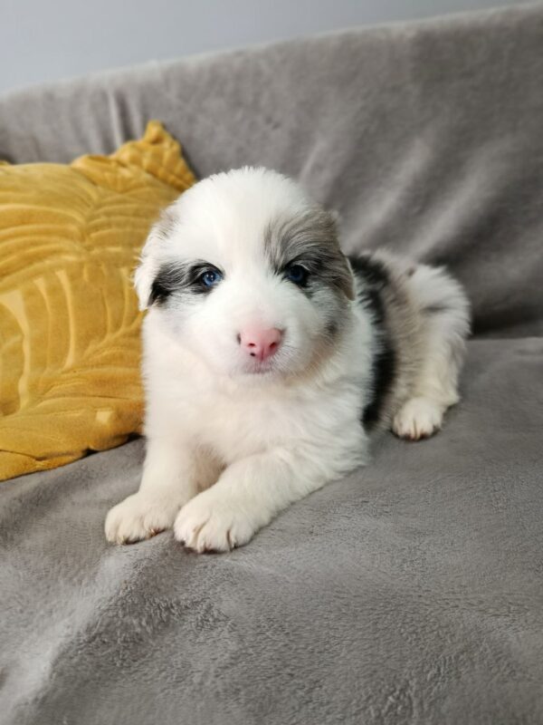 Luke Border Collie Luke Border Collie