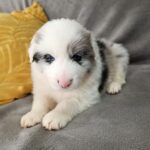 Luke-male-border-collie-puppy-for-sale-1 (2)