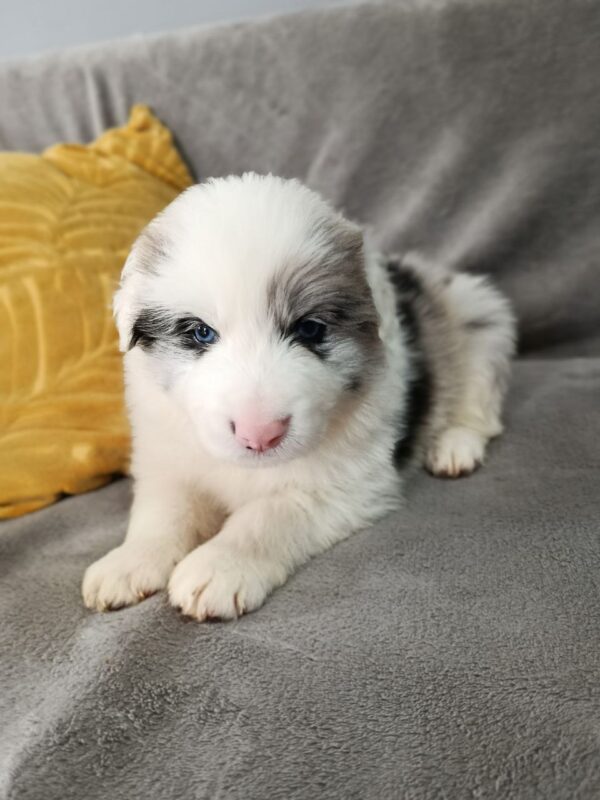 Luke Border Collie Luke Border Collie
