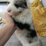 Luke-male-border-collie-puppy-for-sale-1 (3)