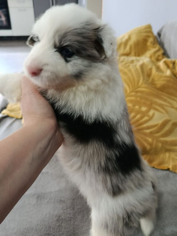 Luke Border Collie Luke Border Collie