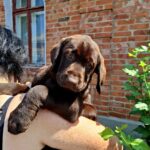 Luna-female-Labrador-puppy-for-sale-1