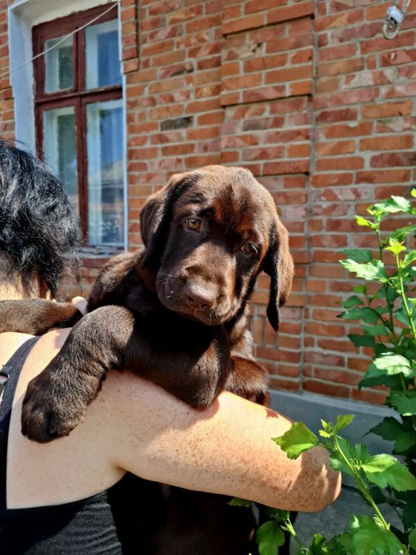 Luna Labrador Retriever Luna Labrador Retriever