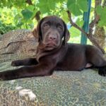 Luna-female-Labrador-puppy-for-sale-2