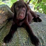 Luna-female-Labrador-puppy-for-sale-3