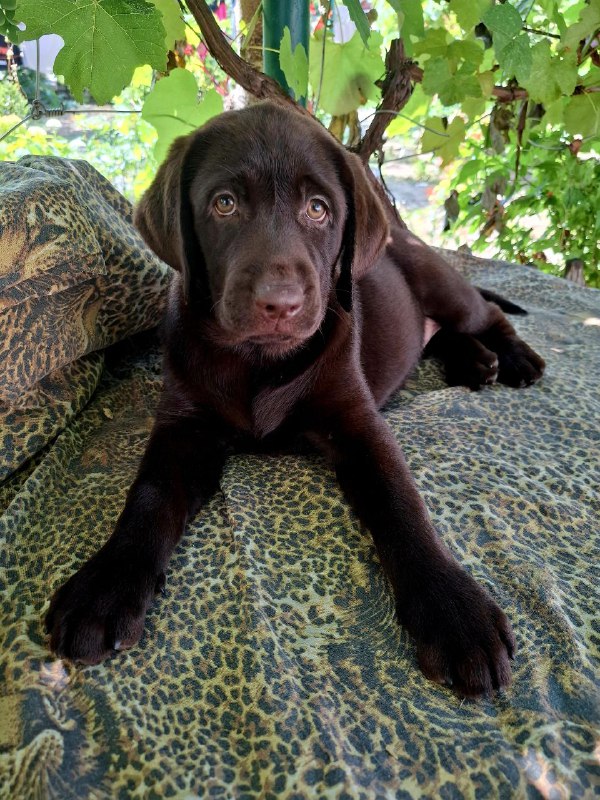 Luna Labrador Retriever Luna Labrador Retriever